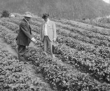 Strawberry plants on government farm, 1916. Creator: Curtis & Miller
