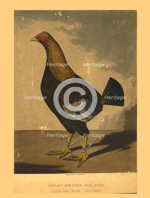 'Streaky Breasted Red Dunn. Called the Bone Crusher', 19th century. Creator: C R Stock.