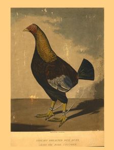 Streaky Breasted Red Dunn. Called the Bone Crusher 19th century. Creator: C R Stock