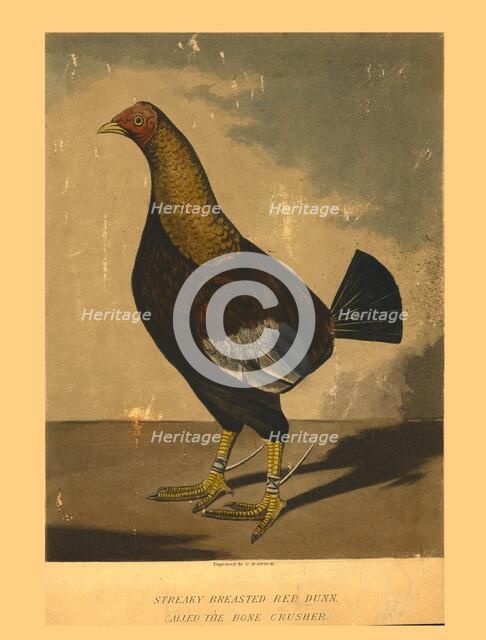 'Streaky Breasted Red Dunn. Called the Bone Crusher', 19th century. Creator: C R Stock.