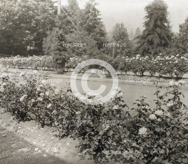 Street with Caroline Restout roses, Portland, Oregon, 1923. Creator: Frances Benjamin Johnston.