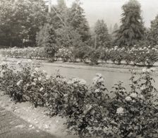 Street with Caroline Restout roses, Portland, Oregon, 1923. Creator: Frances Benjamin Johnston
