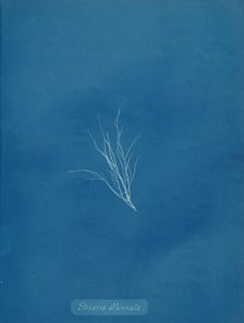 Striaria attenuata, ca. 1853. Creator: Anna Atkins