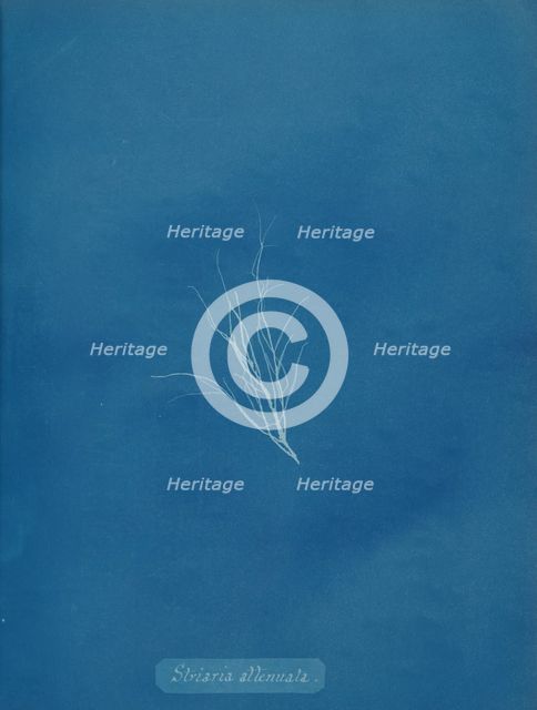 Striaria attenuata, ca. 1853. Creator: Anna Atkins.