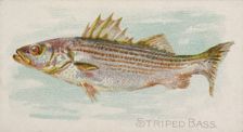 Striped Bass, from the Fish from American Waters series (N8) for Allen & Ginter Cigarettes..., 1889. Creator: Allen & Ginter