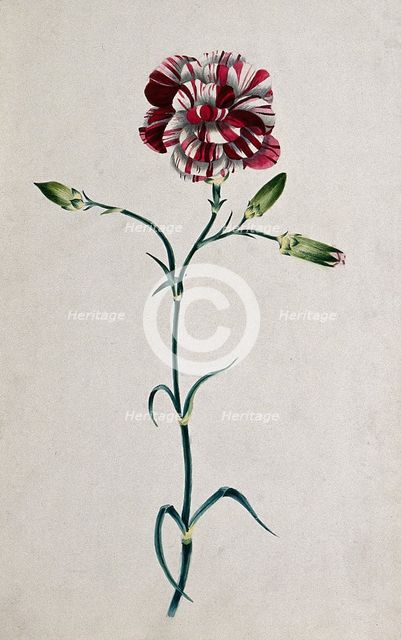 Striped red carnation (Dianthus species): flowering stem. Creator: Unknown.