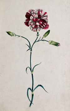 Striped red carnation (Dianthus species): flowering stem. Creator: Unknown