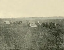 Stripping Wheat, Queensland 1901. Creator: Unknown