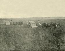 Stripping Wheat, Queensland 1901. Creator: Unknown