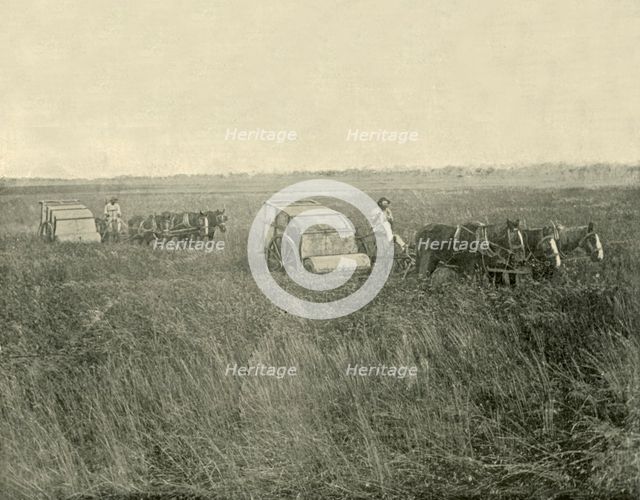 'Stripping Wheat, Queensland', 1901. Creator: Unknown.