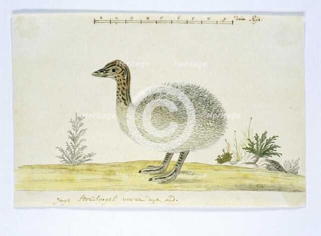 Struthio camelus (Common ostrich), 1777-1786. Creator: Robert Jacob Gordon.