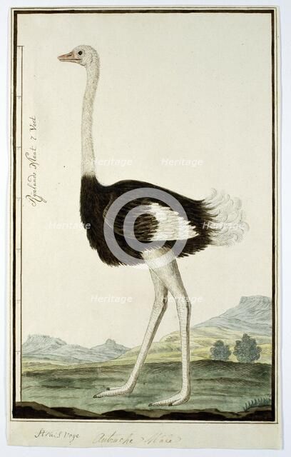Struthio camelus (Ostrich), 1777-1786. Creator: Robert Jacob Gordon.
