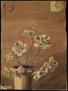Succulent plant, 1886. Creator: Kiyohara, Tama (O'Tama), (Eleonora Ragusa) (1861-1939)