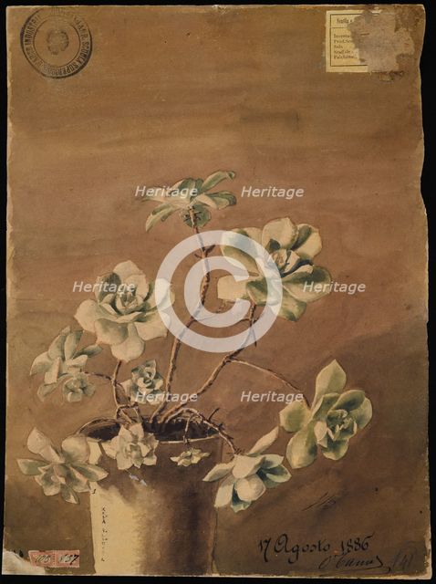 Succulent plant, 1886. Creator: Kiyohara, Tama (O'Tama), (Eleonora Ragusa) (1861-1939).