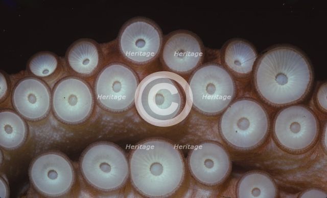 Suckers on tentacles of Octopus Vulgaris, 20th century. Artist: CM Dixon.