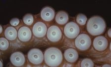 Suckers on tentacles of Octopus Vulgaris, 20th century. Artist: CM Dixon