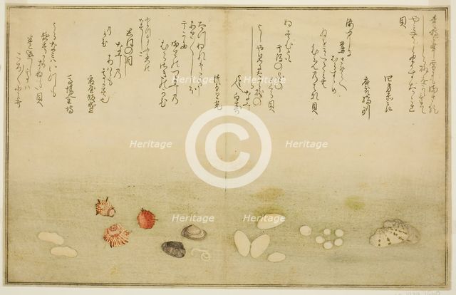 Sudare-gai, hana-gai, sakura-gai, mumeno-gai, nadeshiko-gai, and kinuta-gai, from the illu..., 1789. Creator: Kitagawa Utamaro.