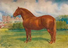 Suffolk sire Prince Wedgwood, c1902 (c1910). Artist: Frank Babbage