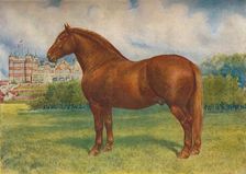 Suffolk sire Prince Wedgwood, c1902 (c1910). Artist: Frank Babbage