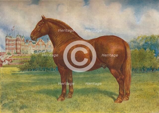 Suffolk sire Prince Wedgwood, c1902 (c1910). Artist: Frank Babbage.
