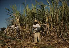 Sugar cane worker in the rich field, vicinity of Guanica, Puerto Rico, 1942. Creator: Jack Delano