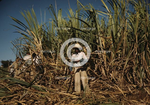 Sugar cane worker in the rich field, vicinity of Guanica, Puerto Rico, 1942. Creator: Jack Delano.