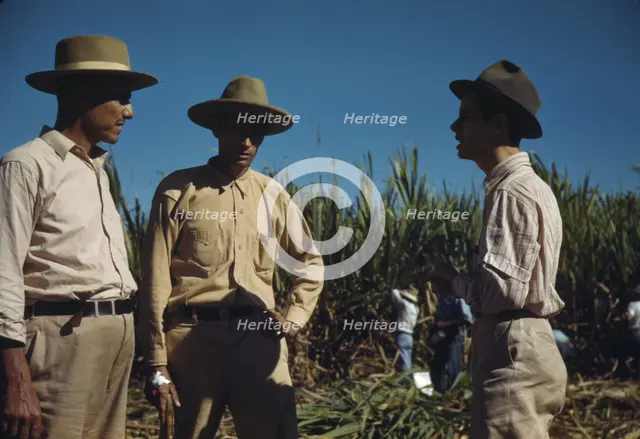 Sugar cane workers, vicinity of Rio Piedras, Puerto Rico, 1941. Creator: Jack Delano.