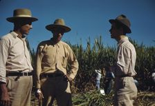 Sugar cane workers, vicinity of Rio Piedras, Puerto Rico, 1941. Creator: Jack Delano