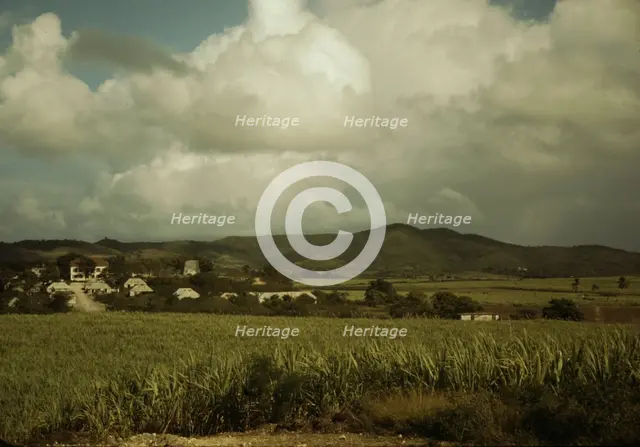 Sugar cane country, the Virgin Islands, 1941. Creator: Jack Delano.