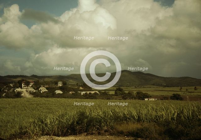 Sugar cane country, the Virgin Islands, 1941. Creator: Jack Delano.