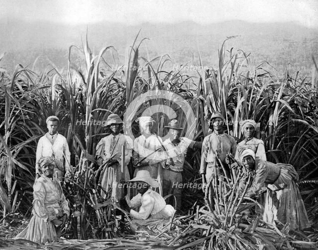 Sugar cane cutters, Jamaica, c1905.Artist: Adolphe Duperly & Son