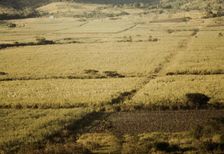 Sugar cane fields on the north-west part of the island, St. Croix island, Virgin Islands, 1941. Creator: Jack Delano