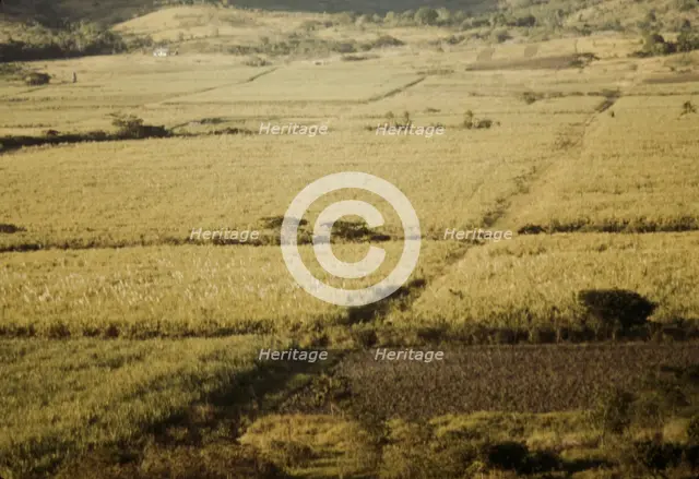 Sugar cane fields on the north-west part of the island, St. Croix island, Virgin Islands, 1941. Creator: Jack Delano.