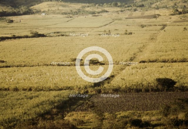 Sugar cane fields on the north-west part of the island, St. Croix island, Virgin Islands, 1941. Creator: Jack Delano.