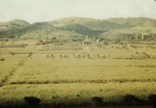 Sugar cane fields on the north-west part of the island, St. Croix island, Virgin Islands, 1941. Creator: Jack Delano