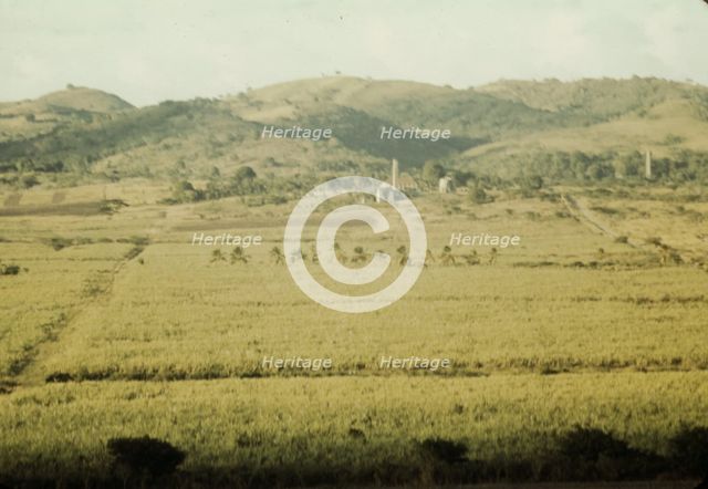 Sugar cane fields on the north-west part of the island, St. Croix island, Virgin Islands, 1941. Creator: Jack Delano.