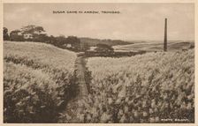 Sugar Cane in Arrow Trinidad c1900
