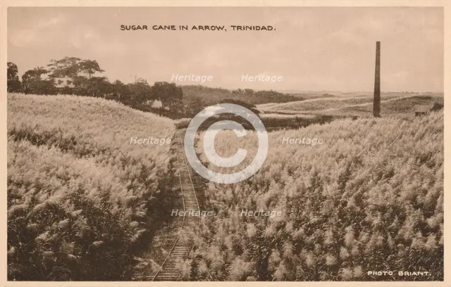 'Sugar Cane in Arrow Trinidad', c1900. Artist: Unknown.