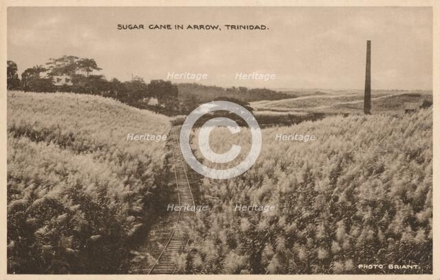 'Sugar Cane in Arrow Trinidad', c1900. Artist: Unknown.