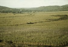 Sugar cane land, Yabucoa Valley? Puerto Rico, 1941. Creator: Jack Delano