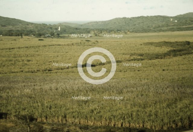 Sugar cane land, Yabucoa Valley? Puerto Rico, 1941. Creator: Jack Delano.