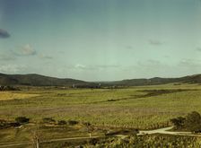 Sugar cane land, Yabucoa Valley? Puerto Rico, 1941. Creator: Jack Delano