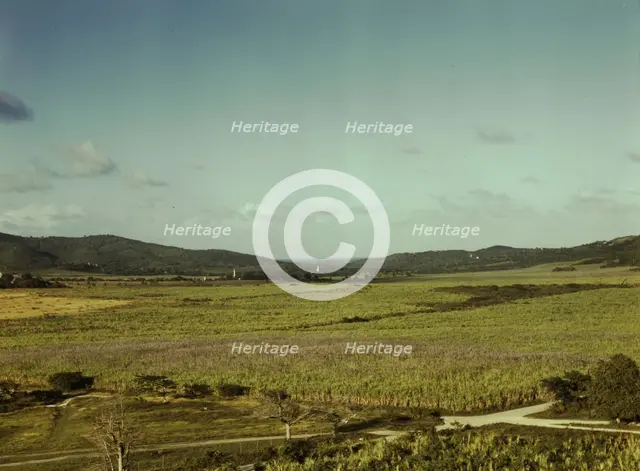 Sugar cane land, Yabucoa Valley? Puerto Rico, 1941. Creator: Jack Delano.