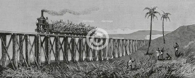 Sugar cane production, Mackay, Eastern coast of Queensland, Australia, 1883.  Creator: Unknown.