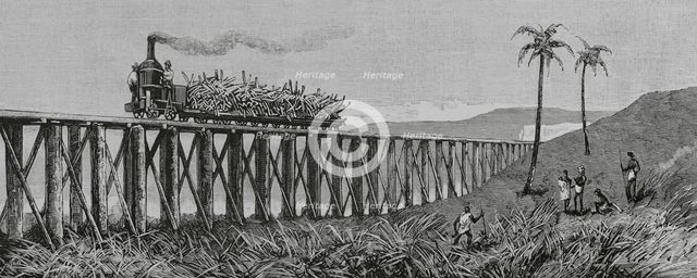 Sugar cane production, Mackay, Eastern coast of Queensland, Australia, 1883.  Creator: Unknown.