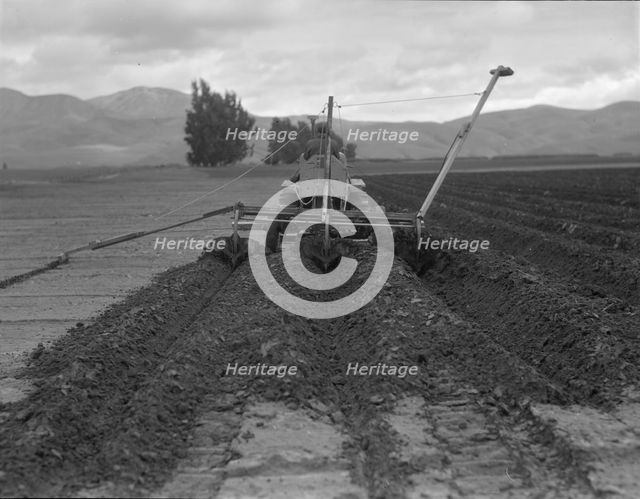 Sugar beet field freshly plowed by tractor with plowshare...Mexican operator, CA, 1936. Creator: Dorothea Lange.