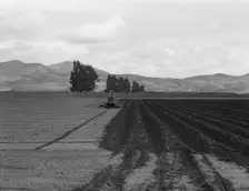 Sugar beet field showing tractor with plowshare attached and Mexican operator, California, 1936. Creator: Dorothea Lange