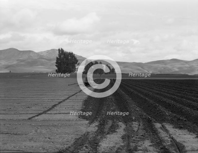 Sugar beet field showing tractor with plowshare attached and Mexican operator, California, 1936. Creator: Dorothea Lange.