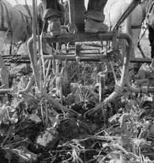 Sugar beet lifter in older settler's field..., near Ontario, Malheur County, Oregon, 1939. Creator: Dorothea Lange