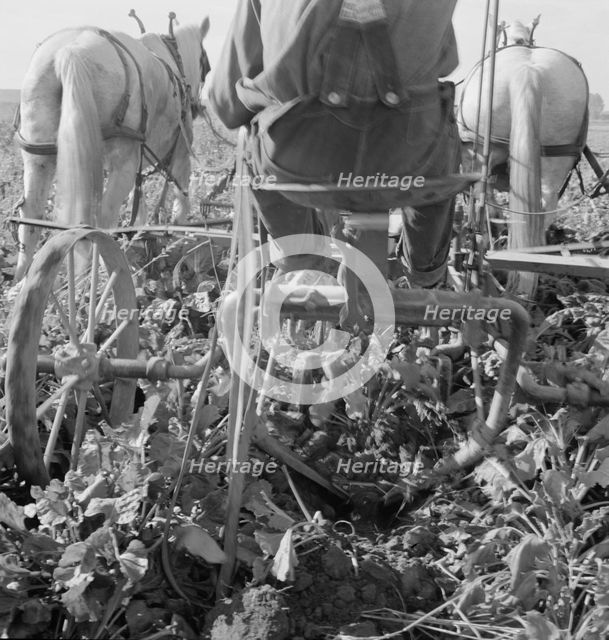 Sugar beet lifter in older settler's field..., near Ontario, Malheur County, Oregon, 1939. Creator: Dorothea Lange.